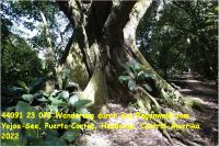 44091 23 073 Wanderung durch den Regenwald zum Yojoa-See, Puerto Cortes, Honduras, Central-Amerika 2022.jpg